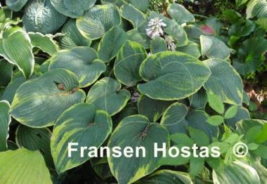 Hosta Cool Hand Luke
