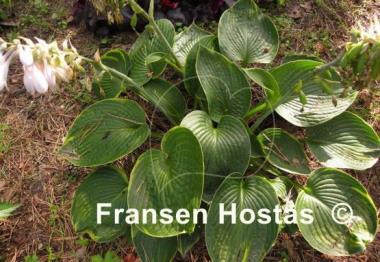 Hosta Cool Hand Luke