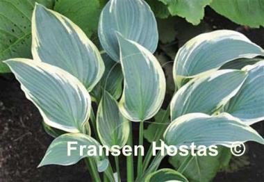 Hosta Cool Mistress