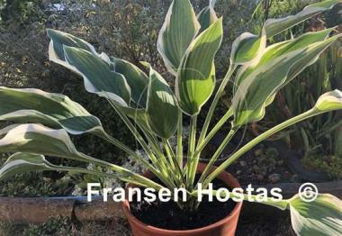 Hosta Cool Mistress
