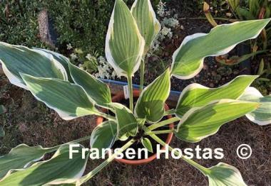 Hosta Cool Mistress