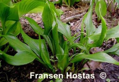 Hosta Corkscrew