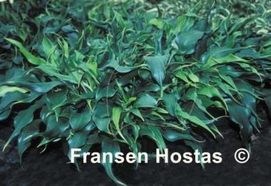 Hosta Corkscrew