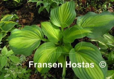 Hosta Corn Belt
