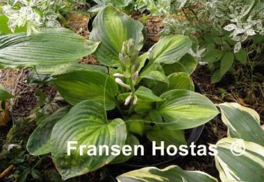 Hosta Corn Belt