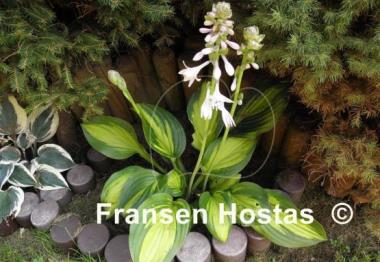Hosta Corn Belt