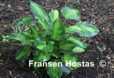 Hosta Corn Belt