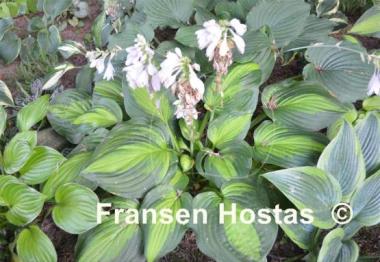 Hosta Corn Belt