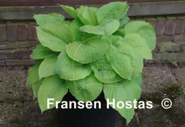 Hosta Corn Muffins