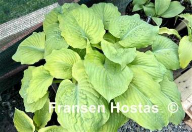 Hosta Corn Muffins