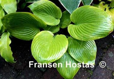 Hosta Corona