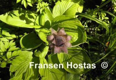 Hosta Corona