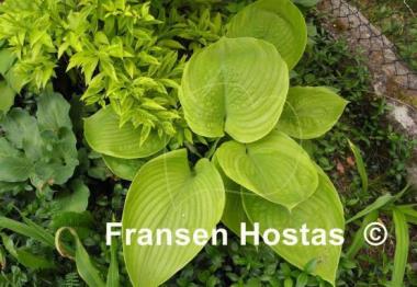 Hosta Corona
