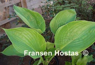 Hosta Corona