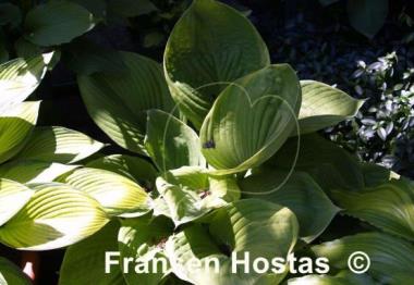 Hosta Corona