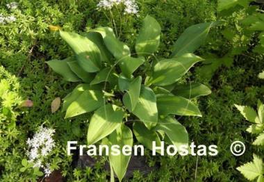 Hosta Corryvreckan