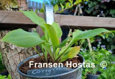 Hosta Corryvreckan