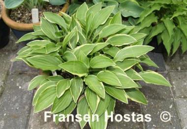 Hosta Cotillion