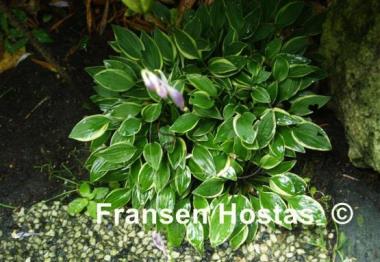 Hosta Cotillion