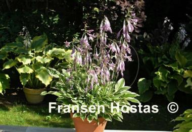 Hosta Cotillion