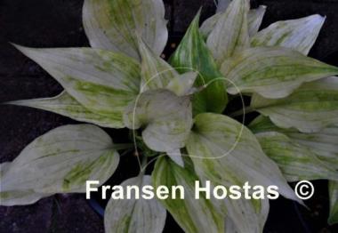 Hosta Cotton Candy