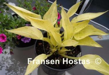 Hosta Cotton Candy