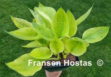 Hosta Cotton Candy