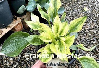 Hosta Cotton Candy