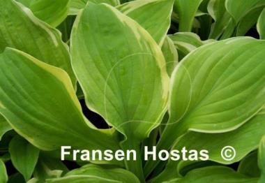 Hosta Count Your Blessings
