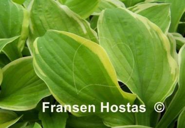 Hosta Count Your Blessings