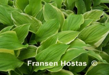 Hosta Count Your Blessings