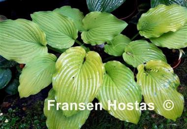 Hosta Country Melody