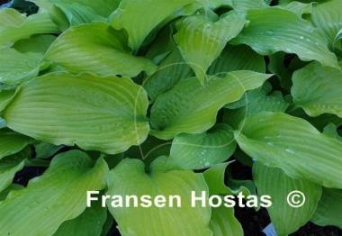Hosta Country Melody