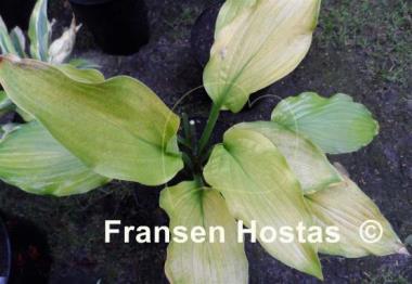 Hosta Country Melody