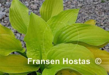 Hosta Country Melody