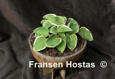 Hosta Country Mouse