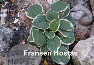 Hosta Country Mouse