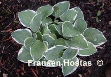 Hosta Country Mouse