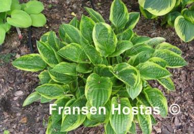 Hosta Cowrie
