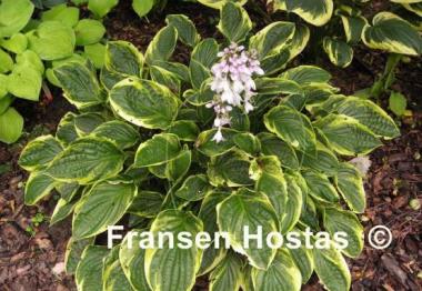 Hosta Cowrie