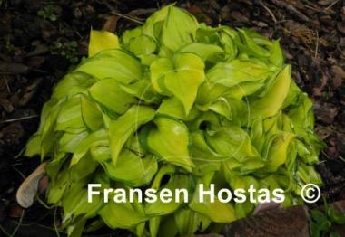 Hosta Cracker Crumbs