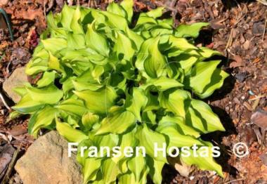 Hosta Cracker Crumbs