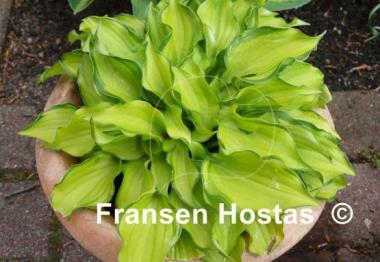 Hosta Cracker Crumbs