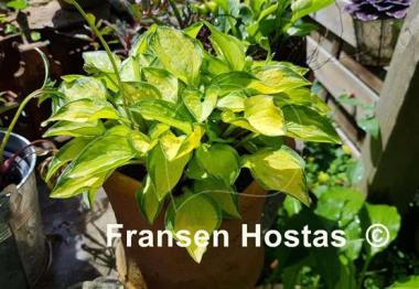 Hosta Cracker Crumbs