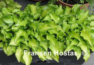 Hosta Cracker Crumbs