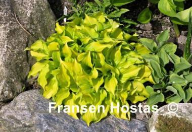 Hosta Cracker Crumbs