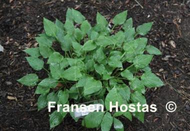 Hosta Craig's Temptation