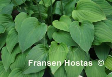 Hosta Craig's Temptation