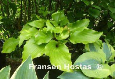Hosta Cranberry Wine