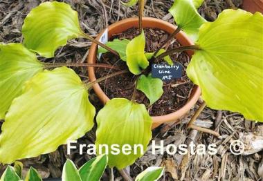 Hosta Cranberry Wine